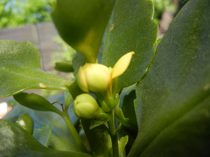 Yellow Kalanchoe (2013, May 03) - Kalanchoe Yellow