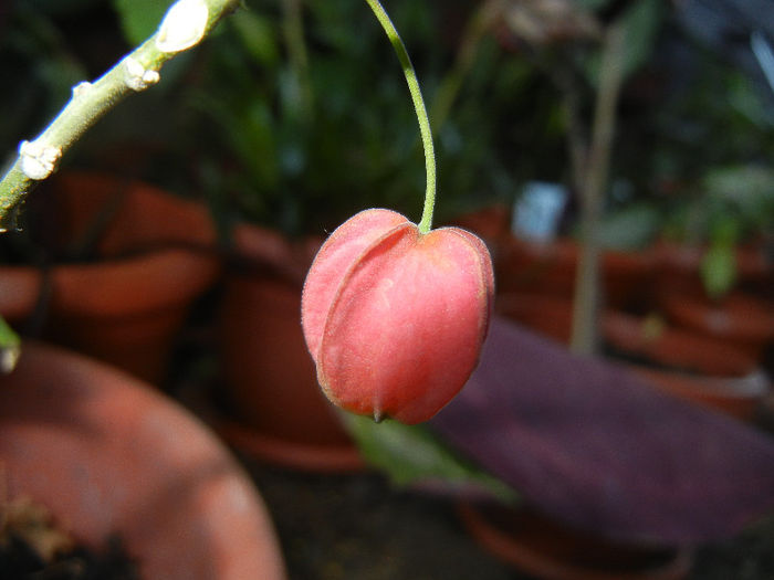 Abutilon megapotamicum (2013, May 03)