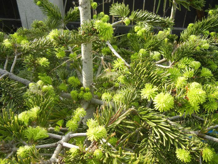 Abies nordmanniana (2013, May 05) - Abies nordmanniana