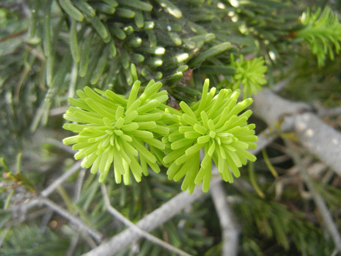 Abies nordmanniana (2013, May 05)
