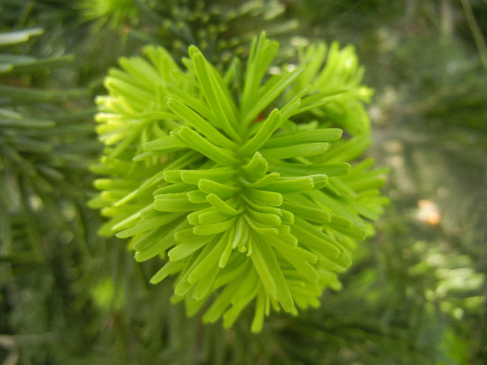 Abies nordmanniana (2013, May 05)