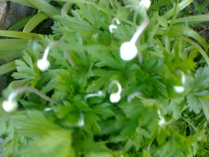 anemone