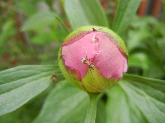 Peony. Bujor (2013, May 05) - BUJORI_Peony Paeonia