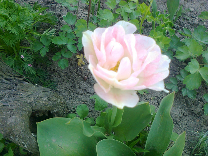 lalea cu floare dubla
