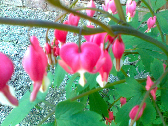 dicentra