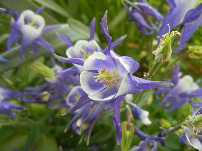 Aq. Winky Blue & White (2013, May 05) - Aquilegia Winky Blue White