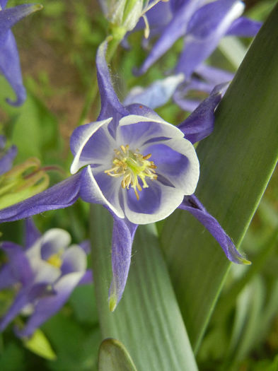 Aq. Winky Blue & White (2013, May 05) - Aquilegia Winky Blue White