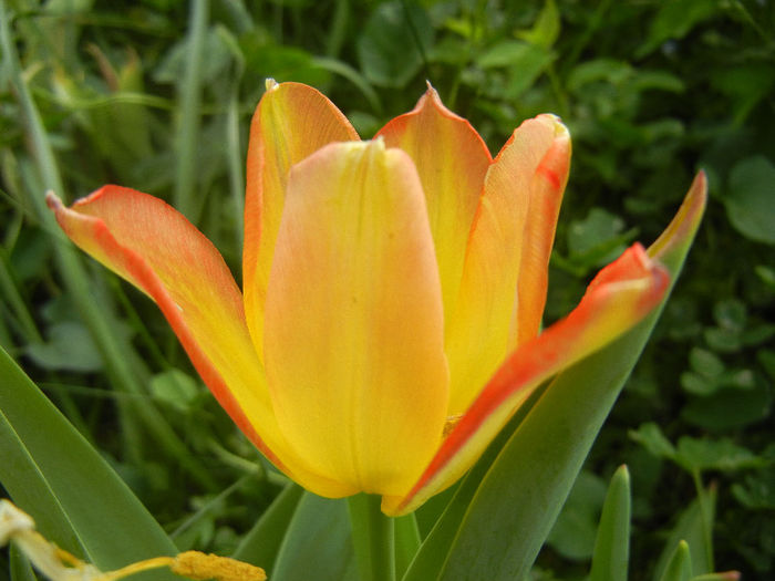 Tulipa Florette (2013, May 05)