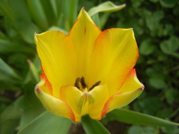 Tulipa Florette (2013, May 05) - Tulipa Florette