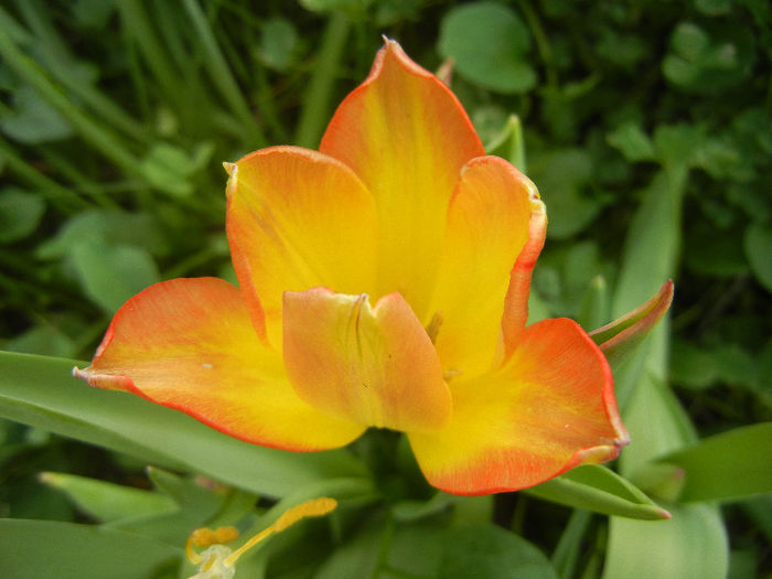 Tulipa Florette (2013, May 05) - Tulipa Florette