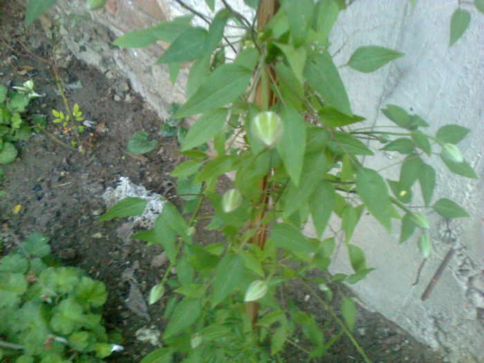 boboci clematis