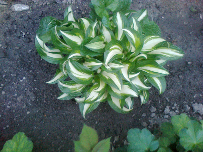 crin hosta