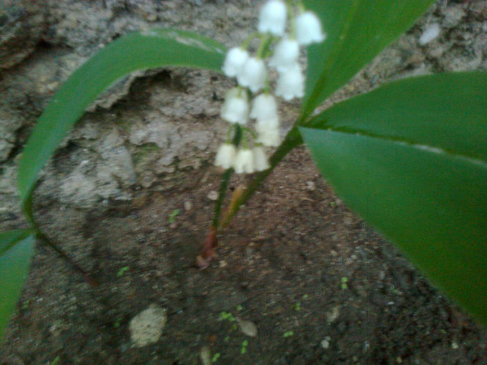 lacramioare
