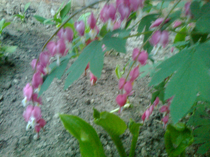 dicentra