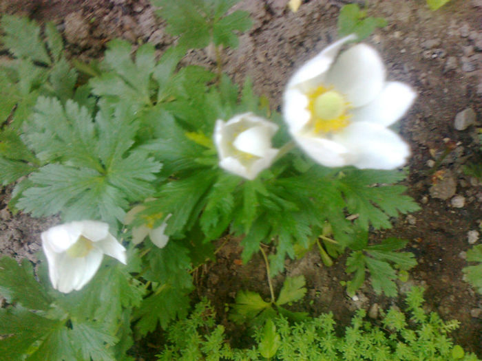 anemone - 2013 FLORI EXTERIOR