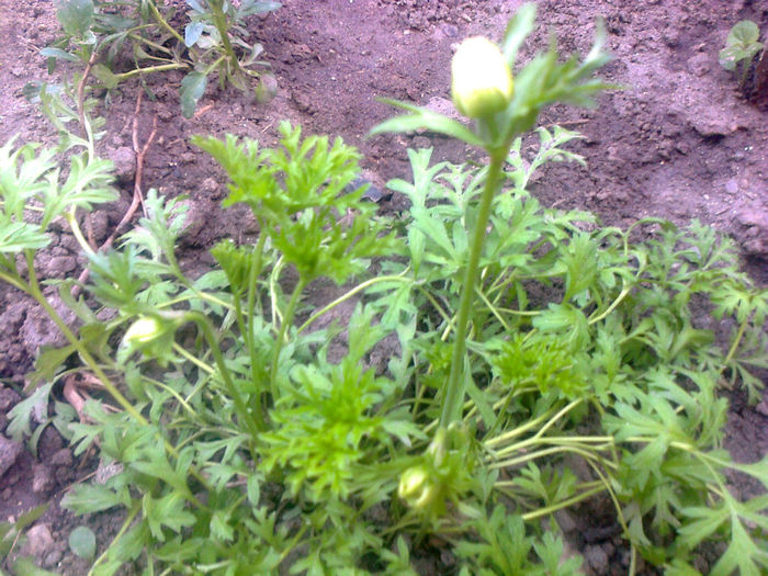 boboc anemone