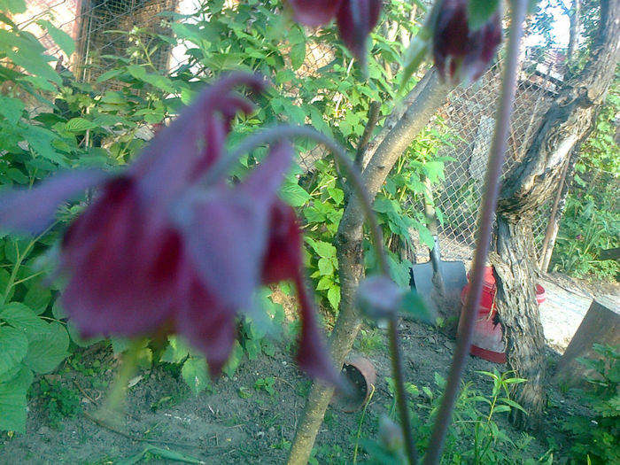 aquilegia