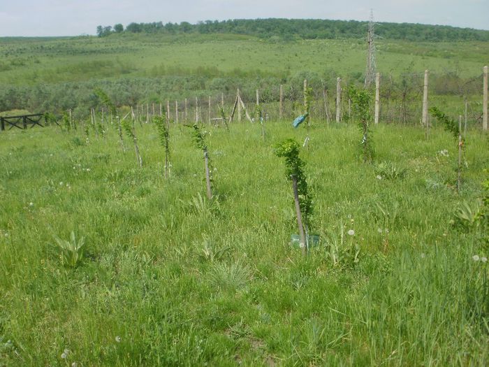 P3220200 - Plantare Hibiscus