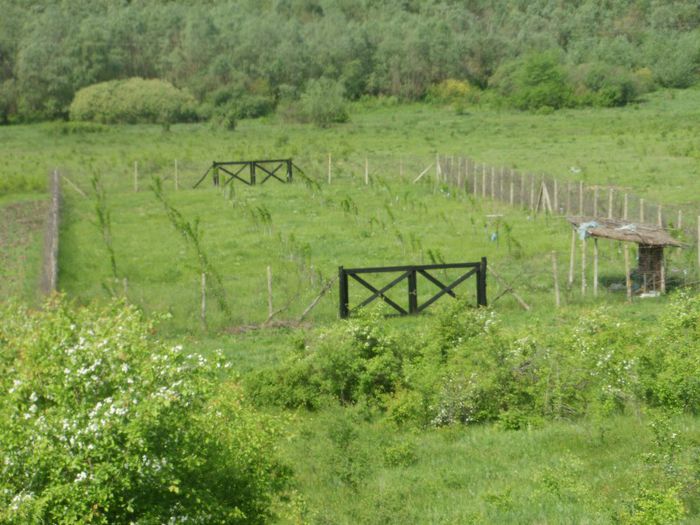 P3220198 - Plantare Hibiscus