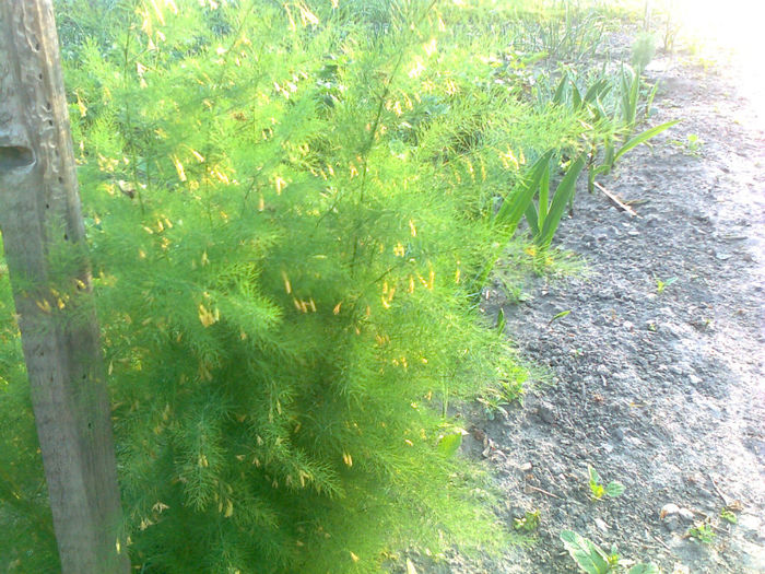 asparagus tufa