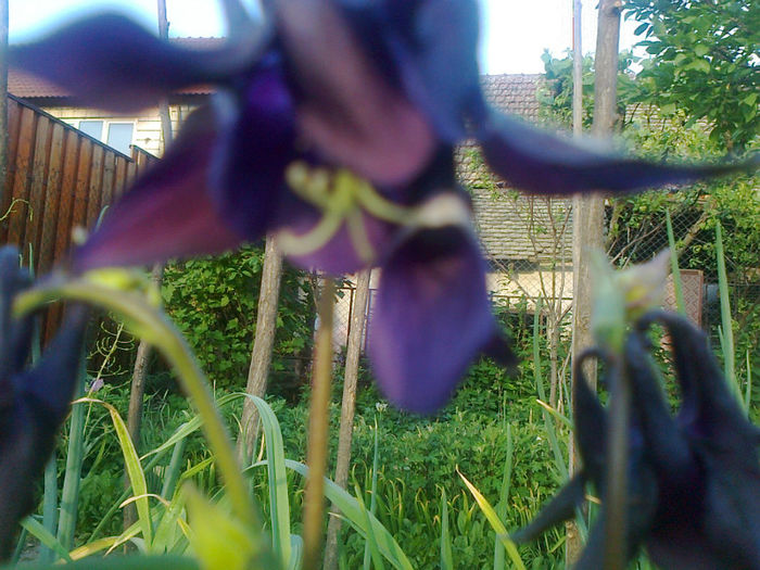 aquilegia - 2013 FLORI EXTERIOR