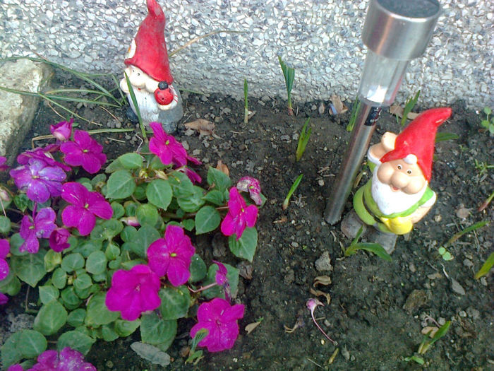 impatiens