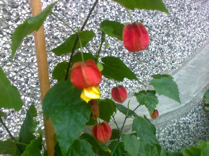 abutilon - 2013 FLORI EXTERIOR