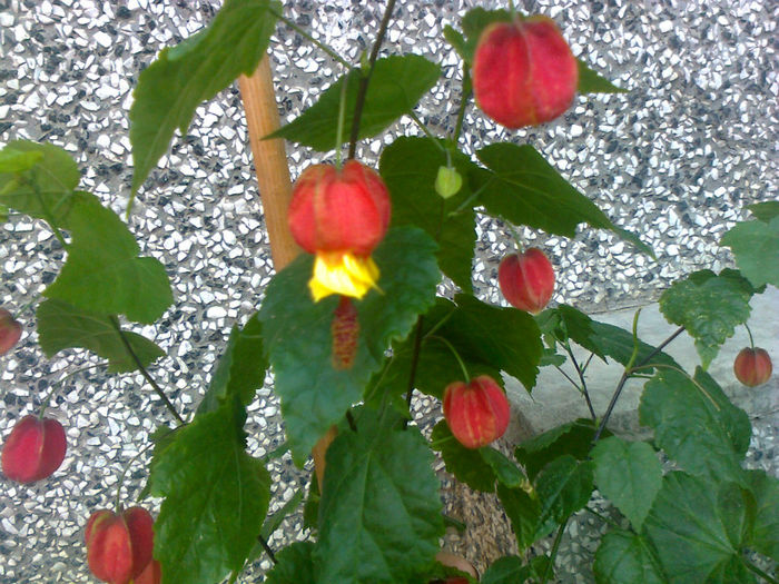 abutilon