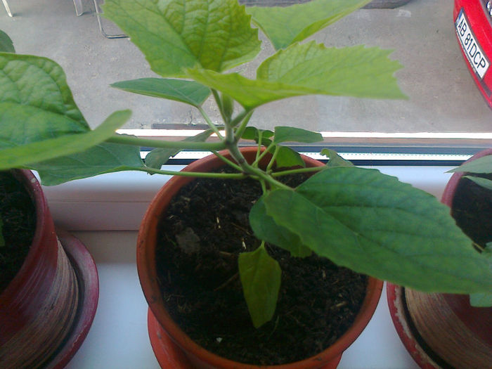 clerodendrum philippinum