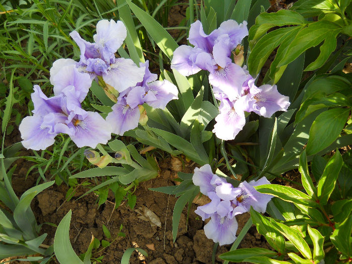 DSCN4349