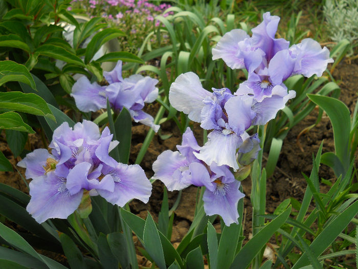 DSCN4397