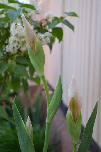 DSC_1041