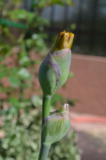 DSC_1046