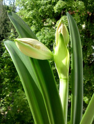 Dancing Queen - Hippeastrum Amaryllis