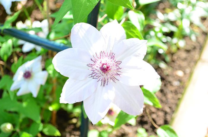 DSC_1032 - 1Clematis 2013