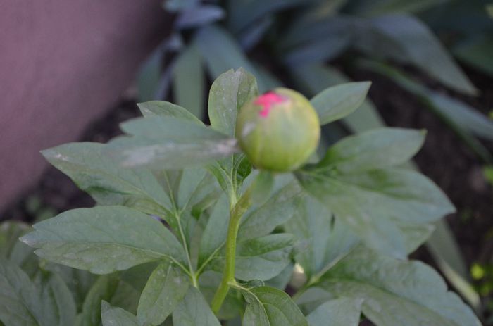 DSC_1039 - 1Gradina mult visata