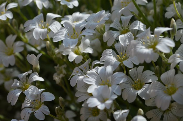 DSC_1049 - 1Gradina mult visata