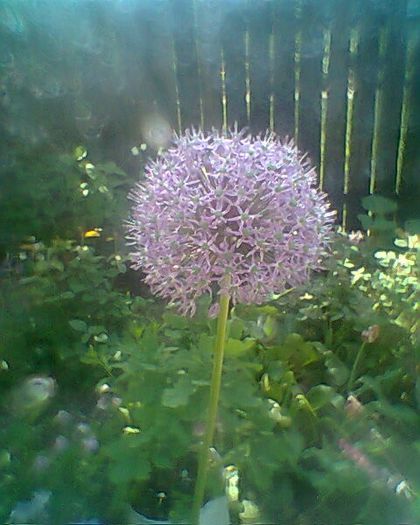 alliun mov - flori de gradina 2013