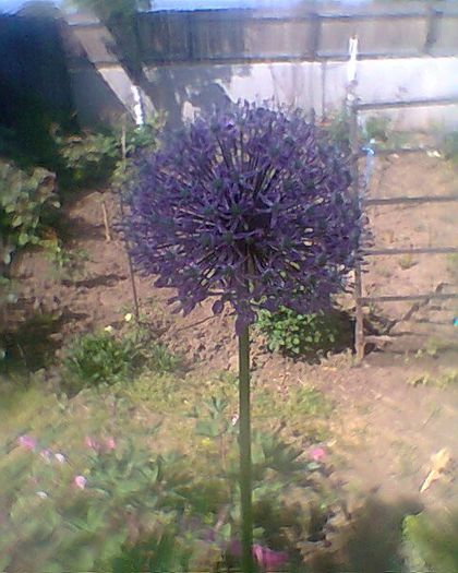 alliun mov - flori de gradina 2013