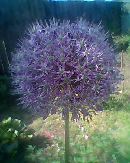 Photo^^0926 - flori de gradina 2013