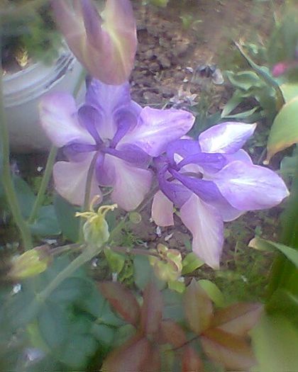 Photo^^0927 - flori de gradina 2013