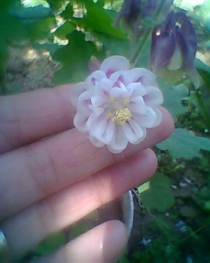 Photo^^0928 - flori de gradina 2013