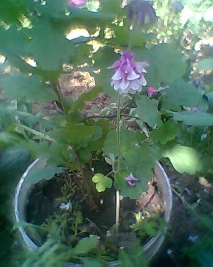 Photo^^0929 - flori de gradina 2013