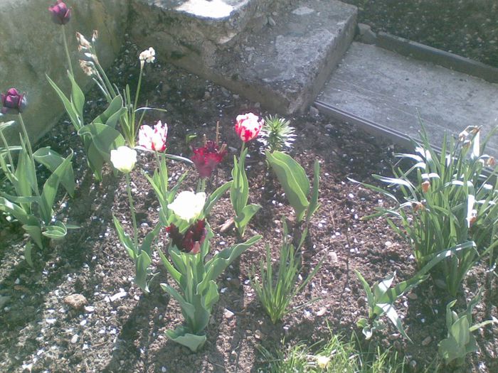 06052013(004) - florile mele