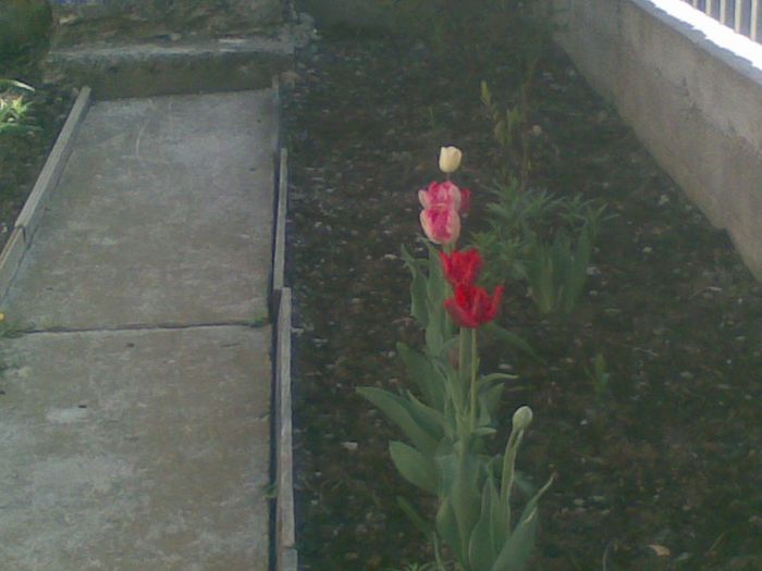 06052013(020) - florile mele