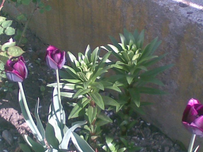 06052013(021) - florile mele