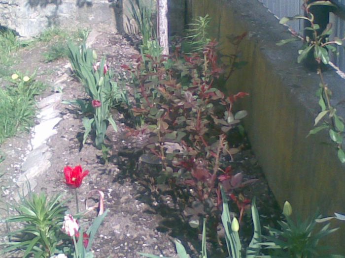 06052013(022) - florile mele