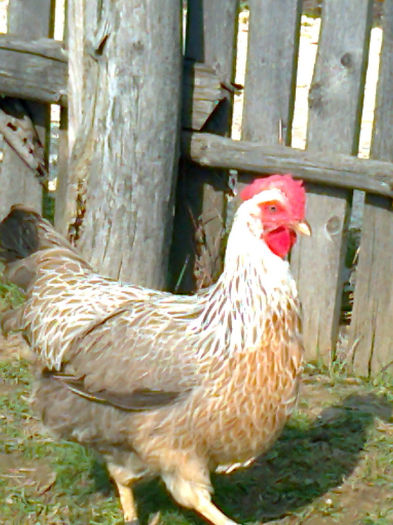 Fotografie0210 - italiana argintiu