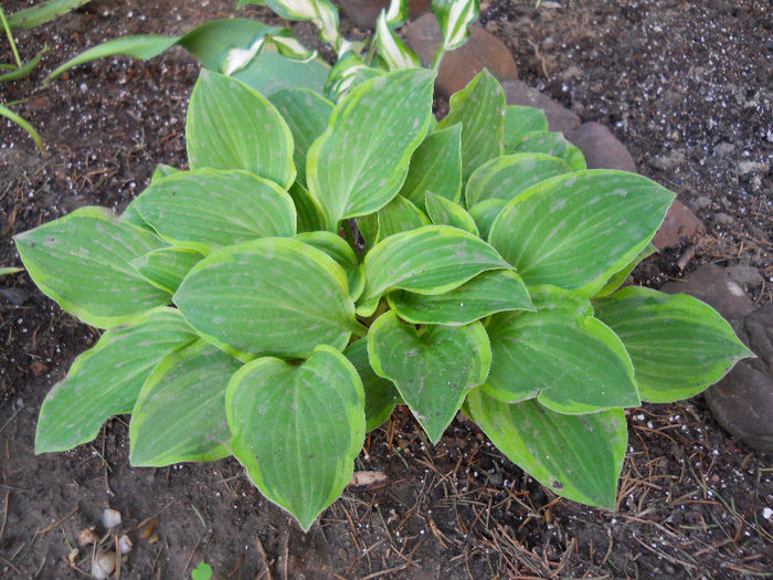 hosta ????