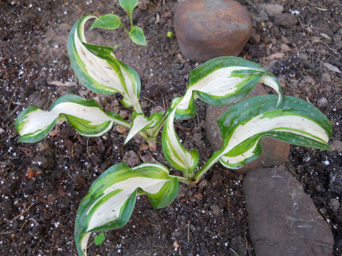 hosta... cum se numeste ?